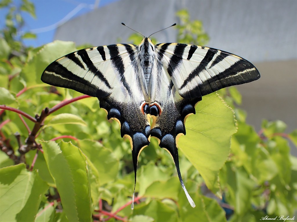 Butterfly 2031 (Iphiclides podalirius)
