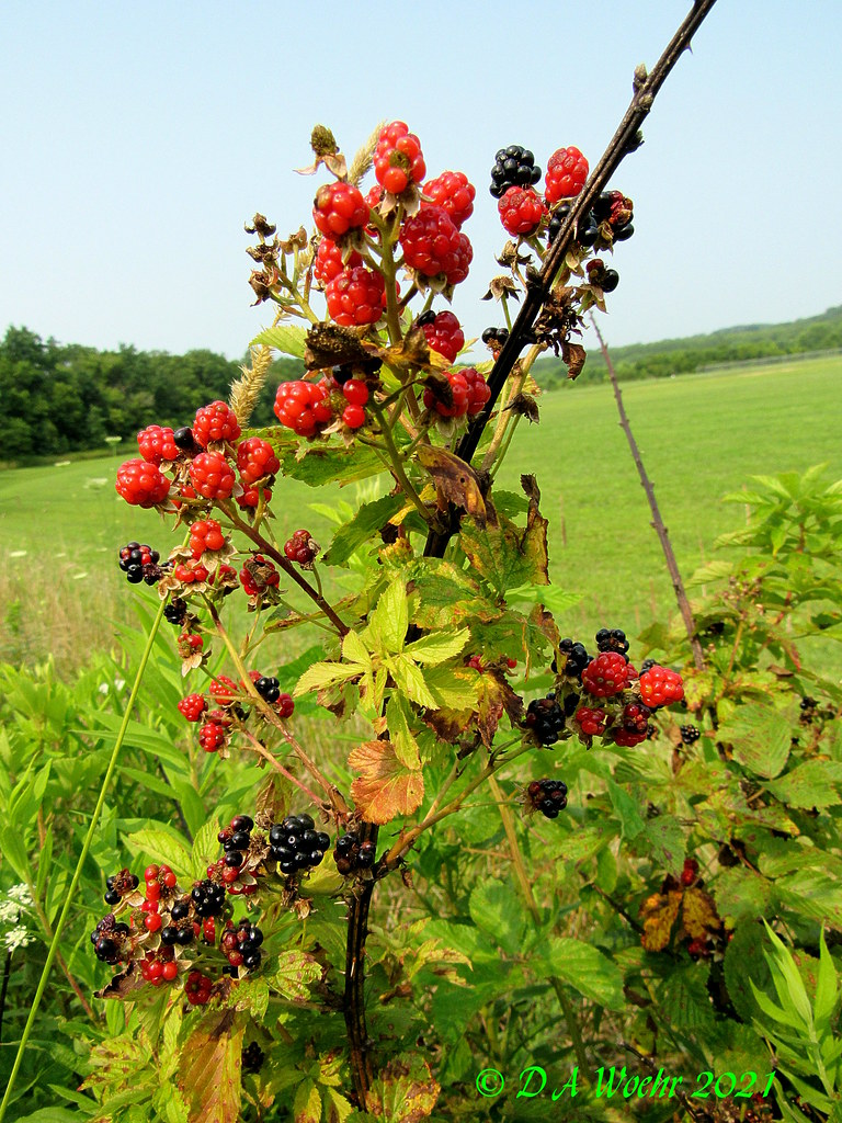 Allegheny Blackberries