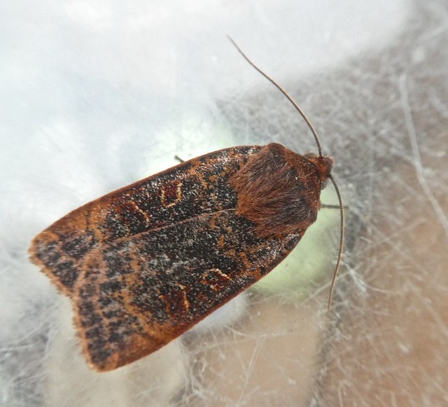 Lesser Yellow Underwing (almost Hebridean style)