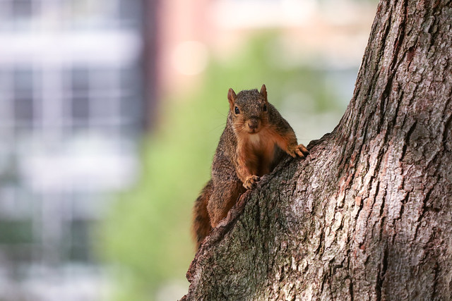 Fox Squirrels in Ann Arbor at the University of Michigan on August 10th, 2021
