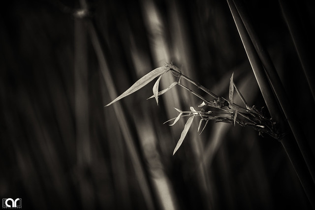 Bamboo plant in Monochrome
