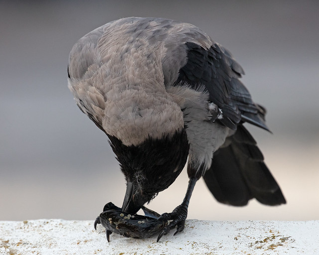 Hooded Crow with Mussel