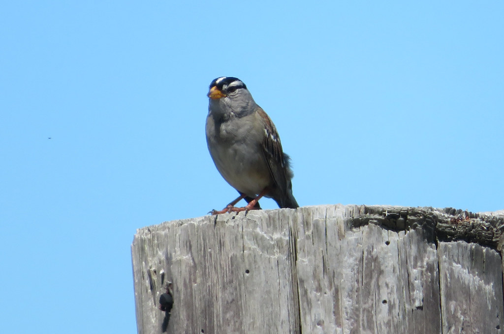 White Crowned  Sparrow