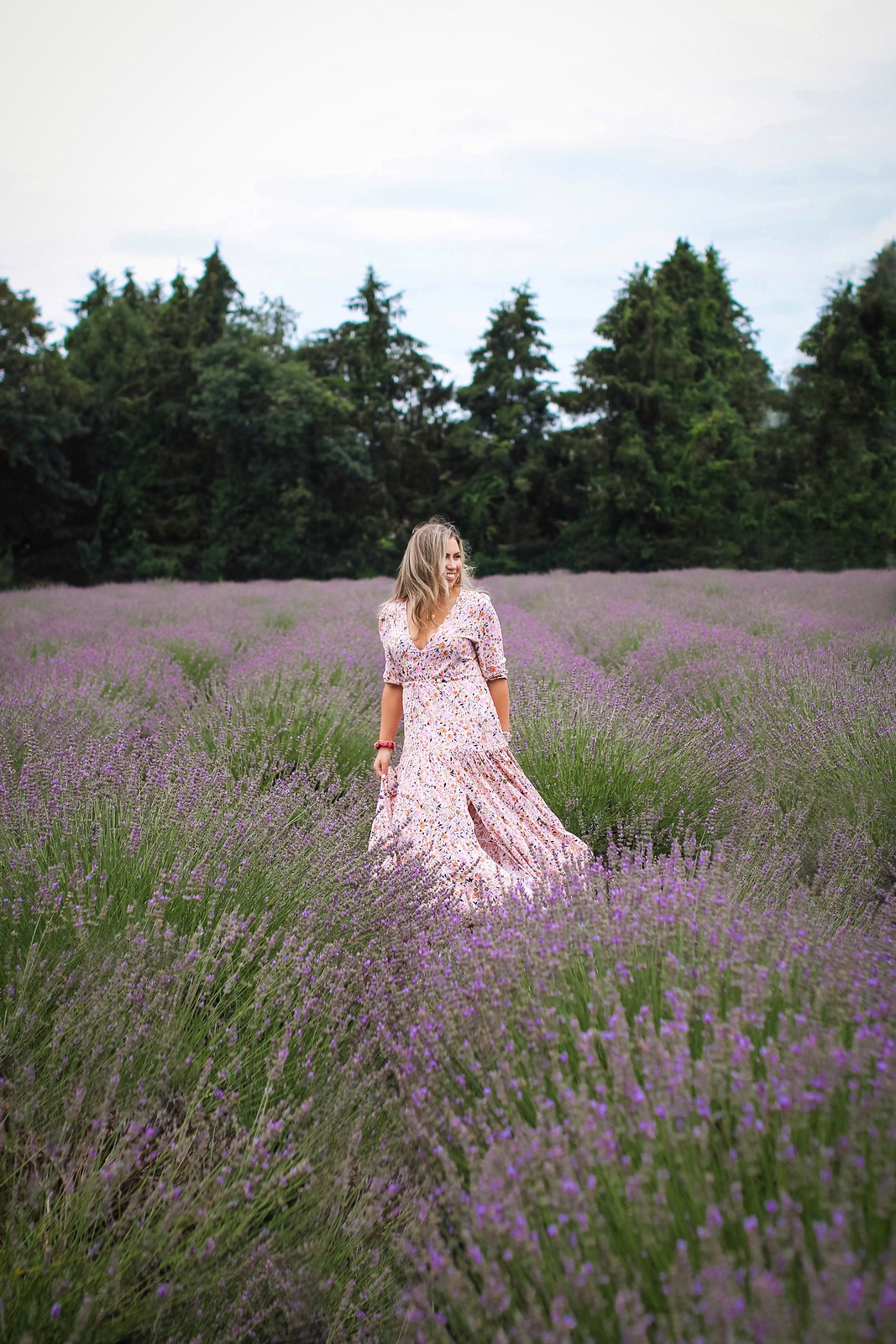 Lavender by the Bay