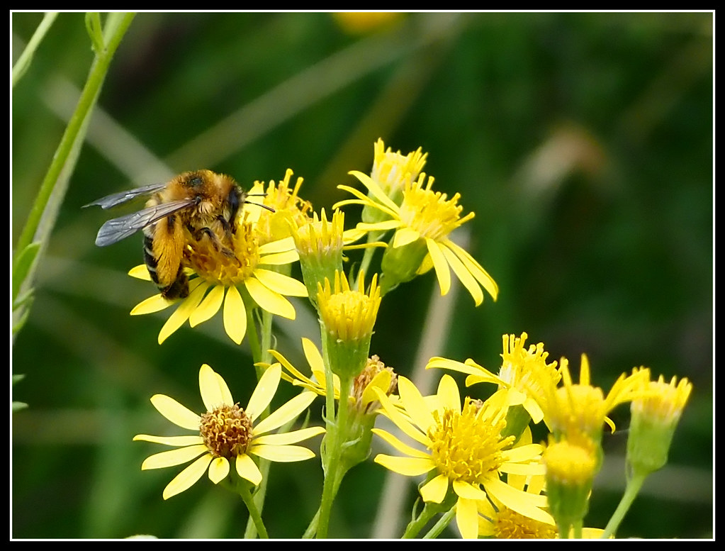 Pantaloon bee (Dasypoda hirtipes)