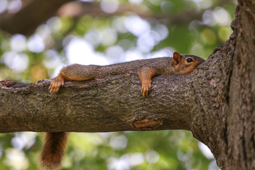 Fox Squirrels in Ann Arbor at the University of Michigan on August 10th, 2021