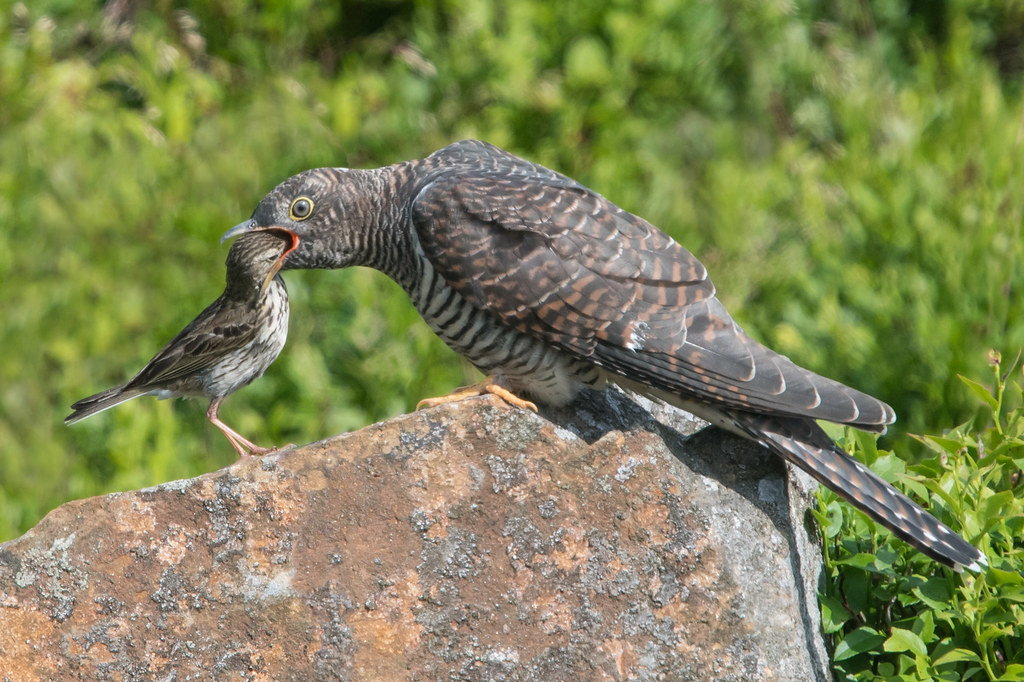 Cuckoo being fed
