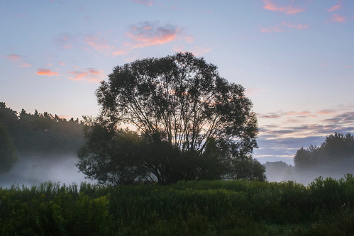 Peace and Quiet by cezary.morga, kampinosnationalpark mazovia poland tree trees fog mist morning sunrise summer meadow landscape natu
