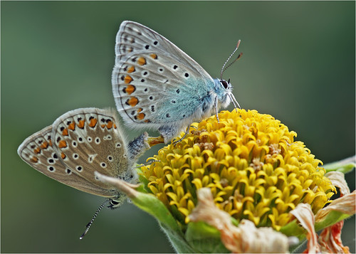 Common blue butterflies in love