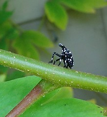 side view of black insect with white spots sitting on a green twig with green leaves in the background