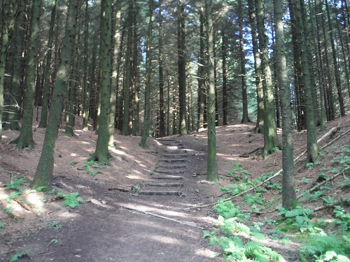 Stepped Path, Macclesfield Forest SWC Walk 389 - Buxton to Macclesfield
