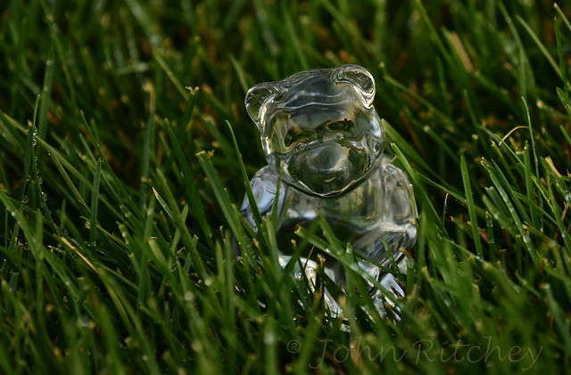 Crystal Bear in grass
