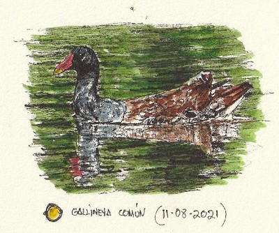 Gallineta común (Gallinula chloropus)