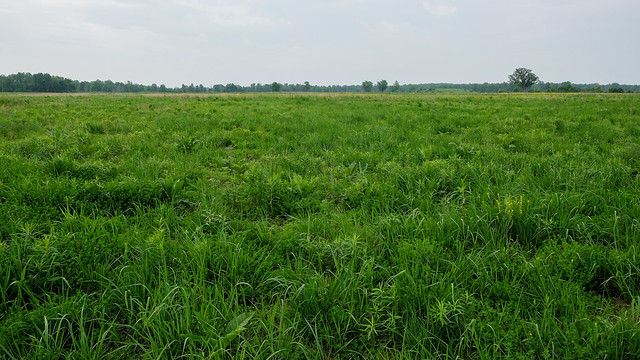 In late spring see this grassland managed by the government of Ohio for the benefit of hunters.