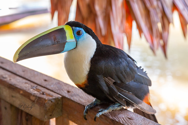Armchair Traveling - A Toucan in the Peruvian Rainforest