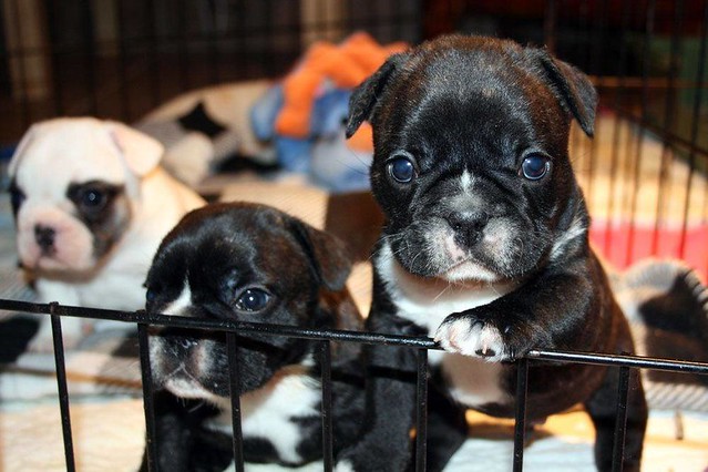 Bulldog puppies for sale or adoption