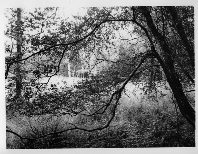 Hyons Wood, Walker Titan SF with Rodenstock 150mm, Ilford Ortho Plus in HC110, 8x10