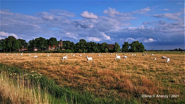 White Sheep in Groninger Landscape, the Netherlands