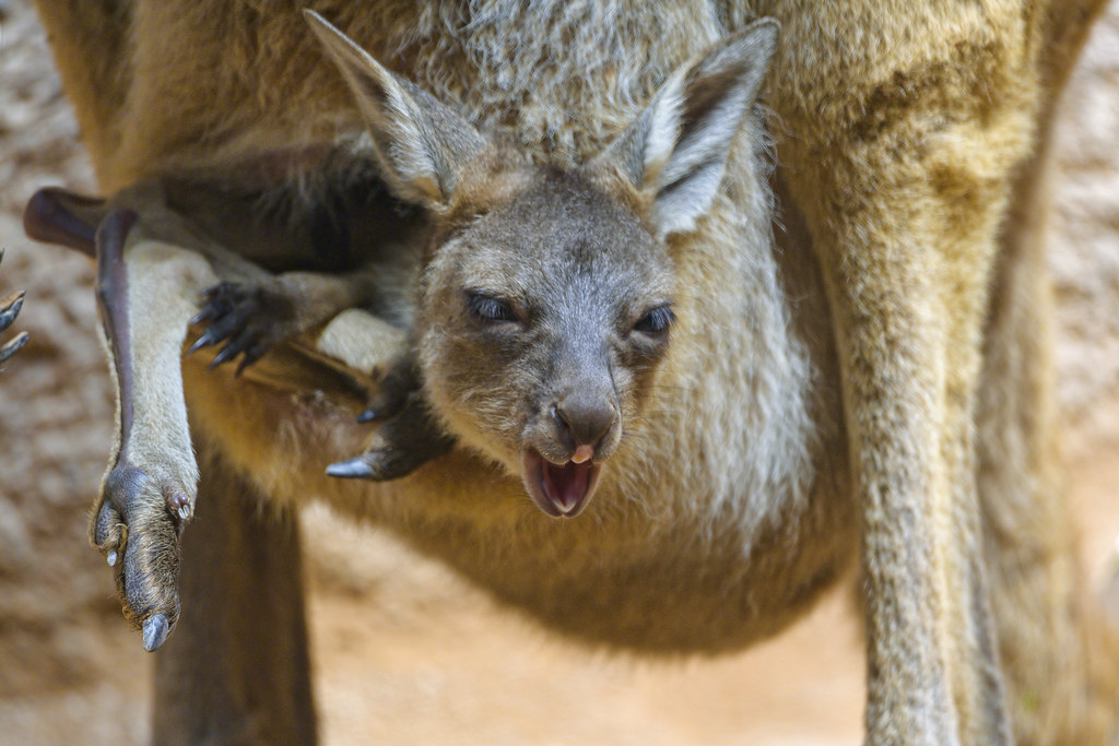 Funny kangaroo in the pouch | A kangaroo in the pouch with a… | Flickr