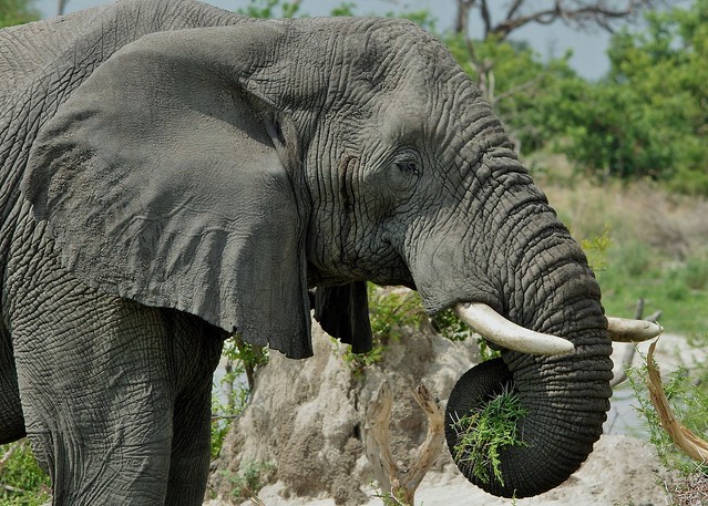 World Elephant Day, August 12th