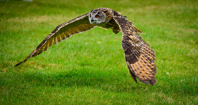 Low Flying Owl