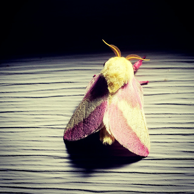 Rosy Maple Moth - Sebec, Maine - 2021-07-07