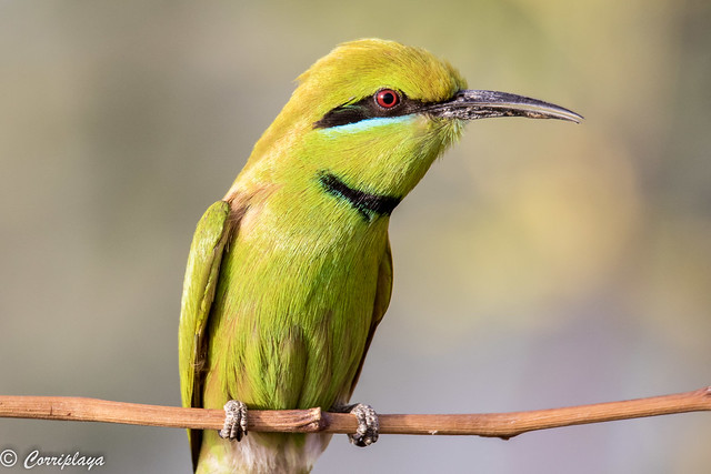 Abejaruco esmeralda africano, Merops orientalis viridissimus, African Green Bee-eater