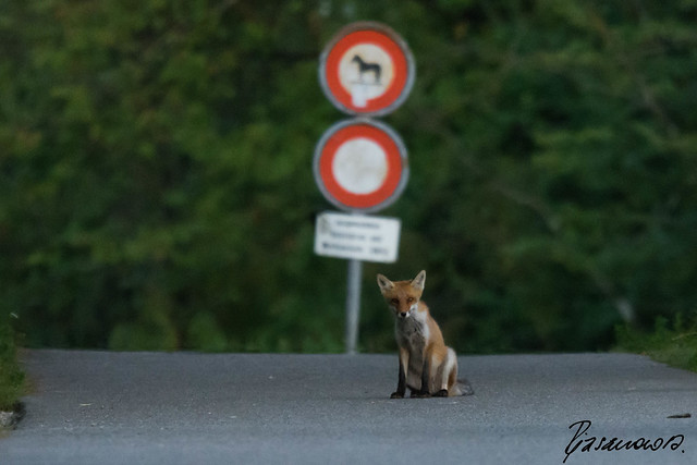Fox on the Road