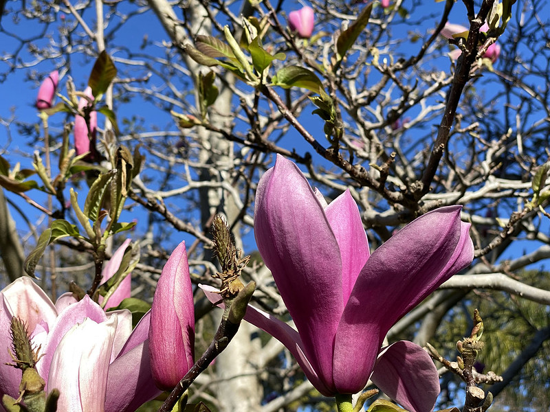 Early spring magnolia