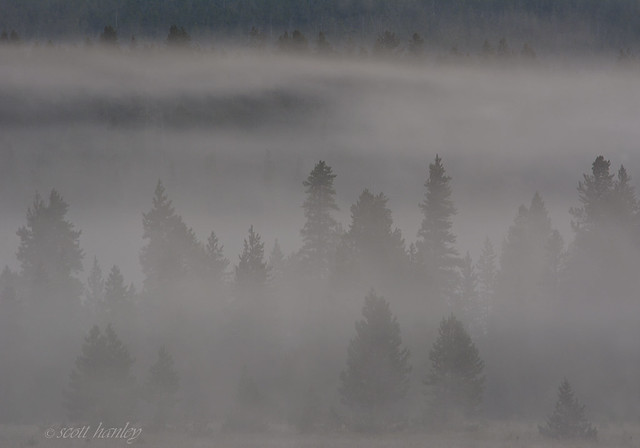 Morning fog, lodgepole forest
