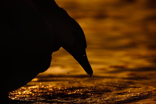 swan siloutette sunset golden jonathan casey wildlife bird photography nikon d850 400mm