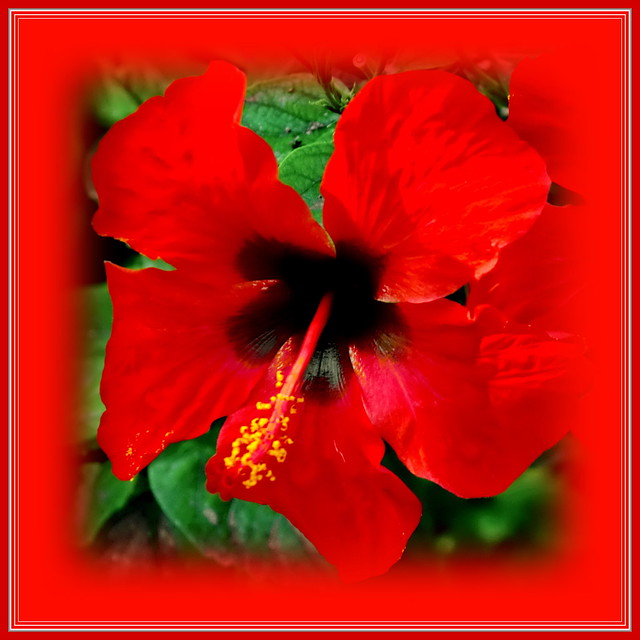 Colours of Hibiscus - red