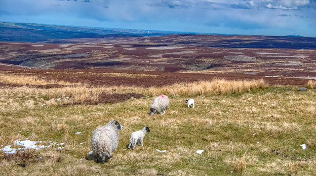 Spring On The Moors