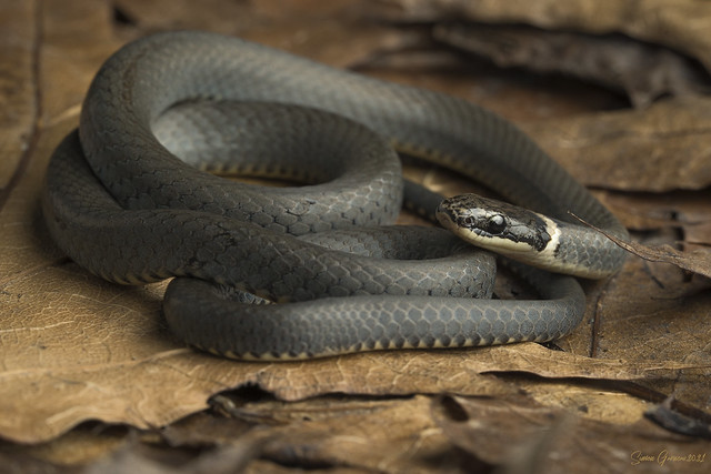 Couleuvre à collier / Ring-necked snake
