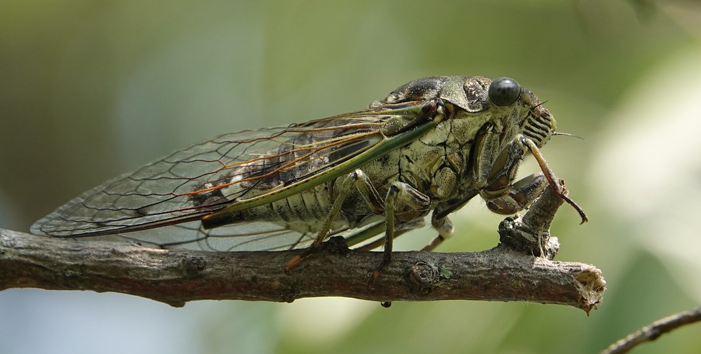 Neotibicen canicularis aka Northern Dog-day Cicada, Tommy Thompson Park, Toronto