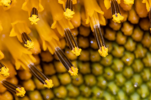 Sunflower Match Sticks