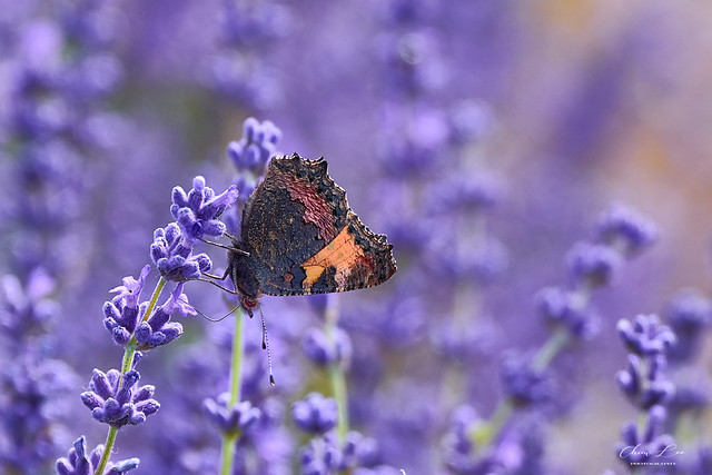 Small tortoiseshell butterfly on lavender