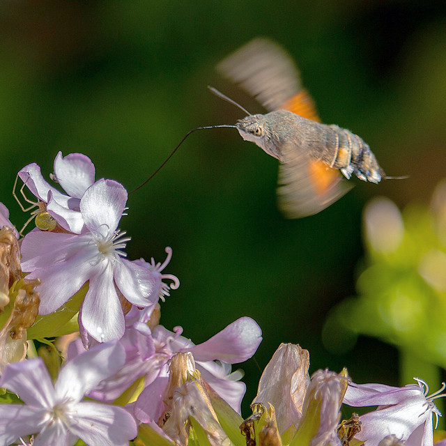 Hummingbird Hawk-Moth. Incredible to witness in action and SO FAST!!!