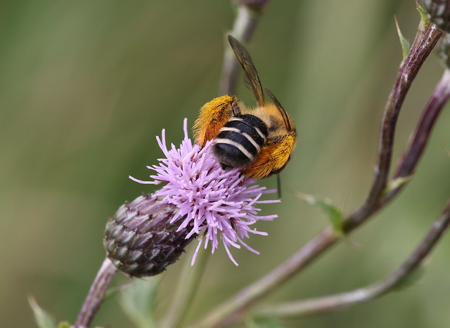 Pragtbuksebi (Hairy-legged Mining Bee / Dasypoda hirtipes)