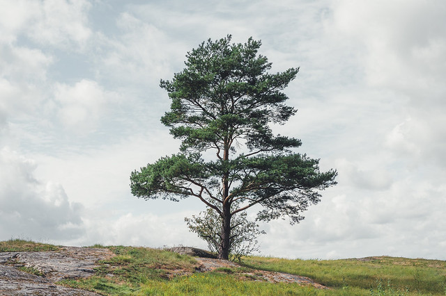 Himmelstalund Tree