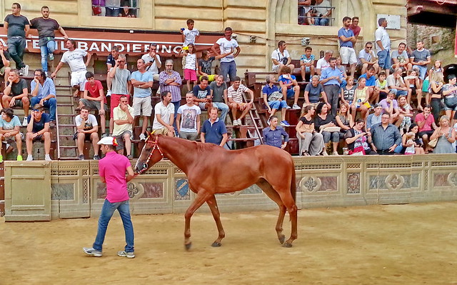 The winning horse at the Paliio