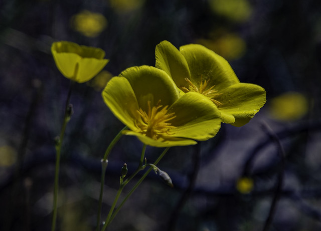 Clarity And Bokeh For Desert Wildflowers