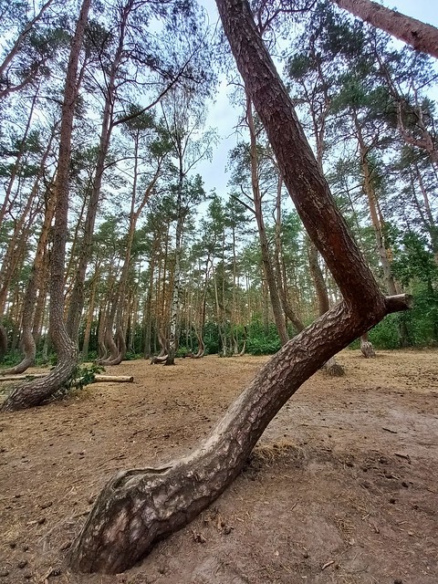 Crooked pine trees in Gryfino, Poland