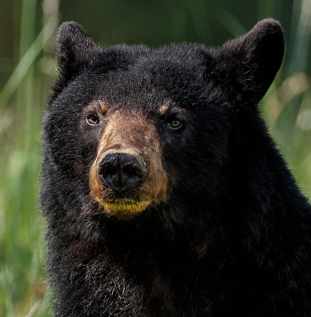 Posing Black Bear    (Explored Aug. 14, 2021)