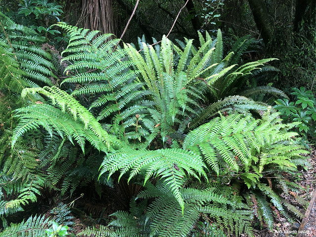Unidentified  Cyathea sp. Tree Fern - Big Tree Walk, Peel Forest, Rangitata Gorge Road, Canterbury, South Island, New Zealand