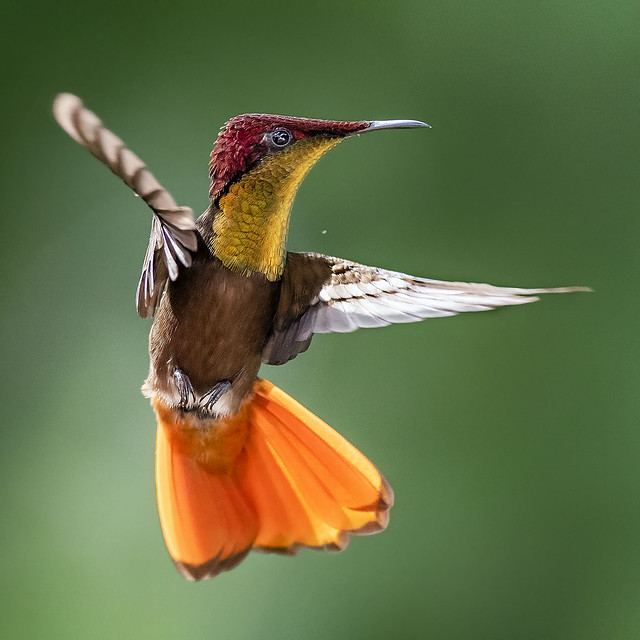 Ruby Topaz Hummingbird in flight,  Trinidad.