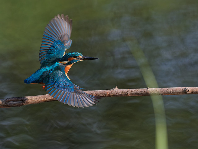 Kingfisher Take Off
