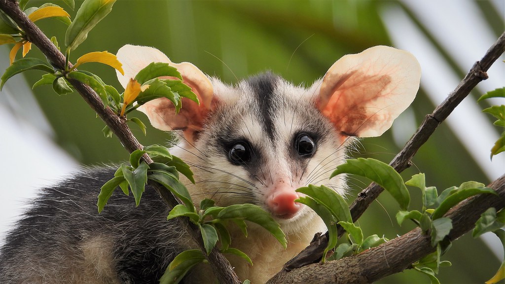Saruê - White-eared Opossum