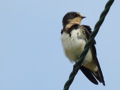 Swallow on Spurn Point