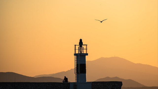 a man, a seagull and the lighthouse